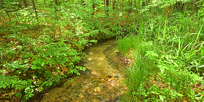 敷地内を流れる清流
